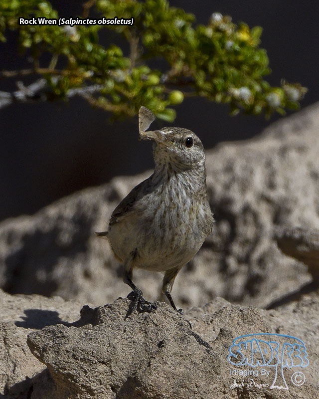 Rock Wren - Salpinctes obsoletus