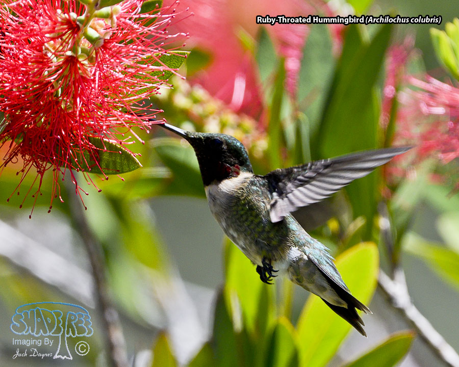 Ruby-Throated Hummingbird - Archilochus colubris