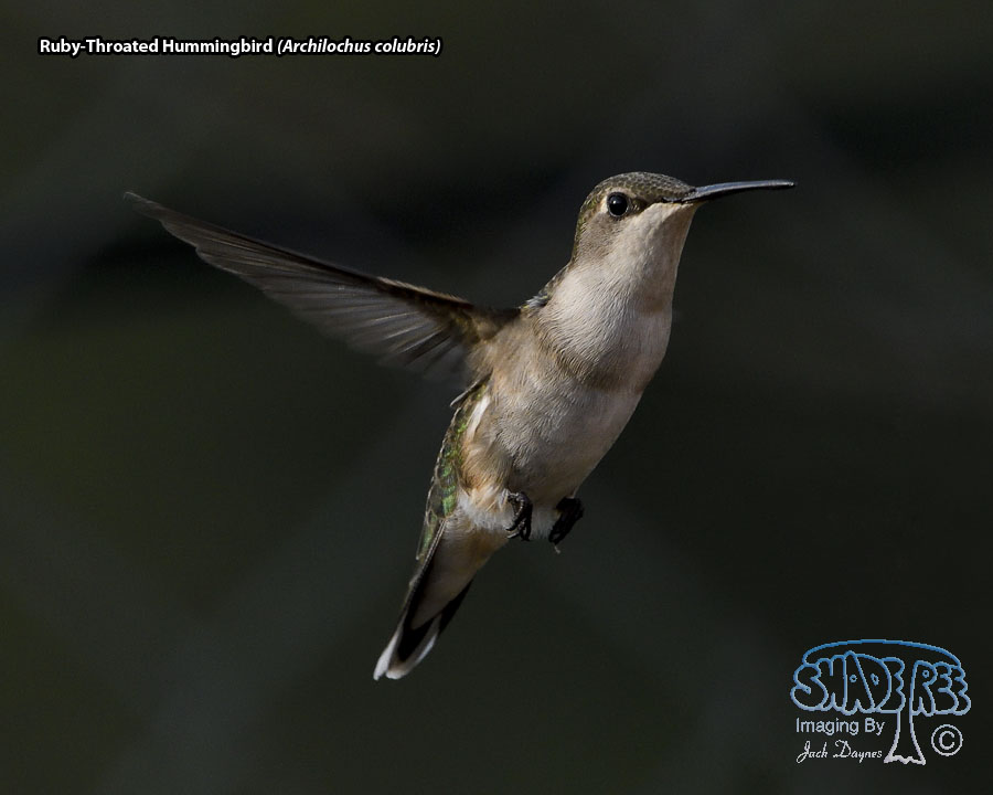 Ruby-Throated Hummingbird - Archilochus colubris