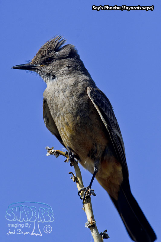 Say's Phoebe - Sayornis saya