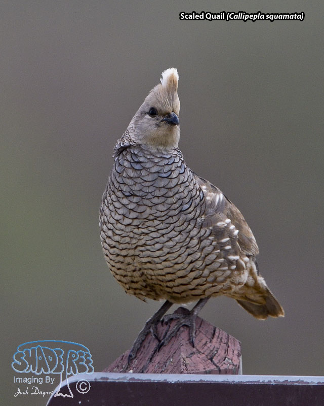 Scaled Quail - Callipepla squamata