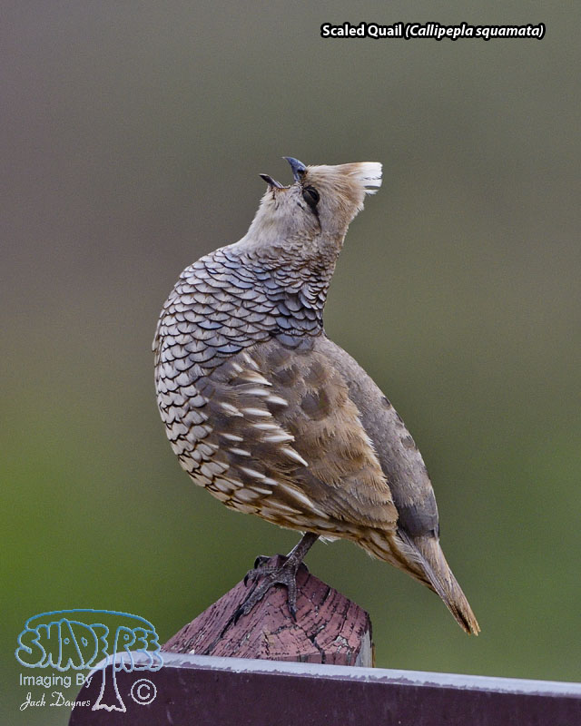 Scaled Quail - Callipepla squamata