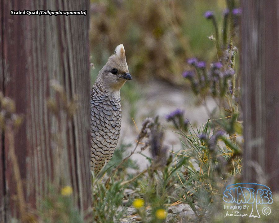 Scaled Quail - Callipepla squamata