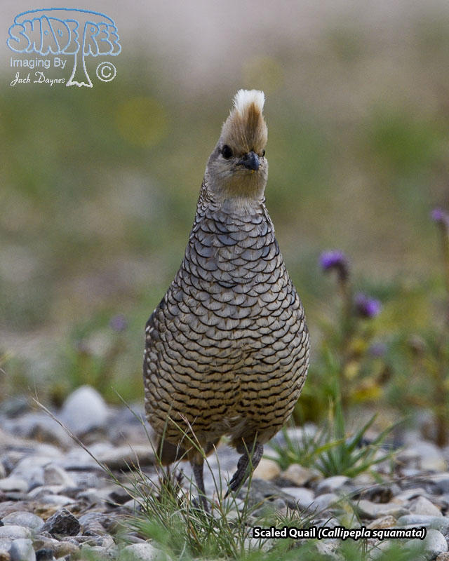 Scaled Quail - Callipepla squamata