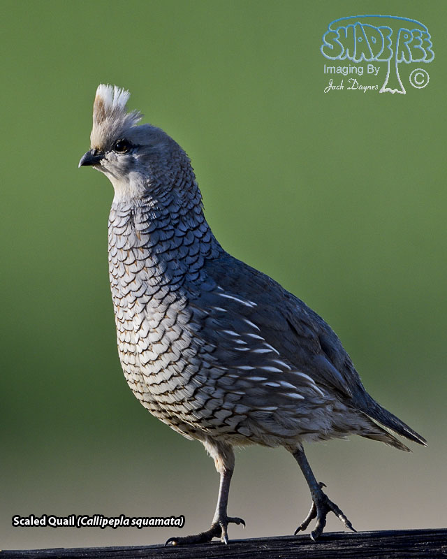 Scaled Quail - Callipepla squamata