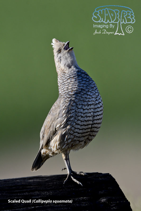 Scaled Quail - Callipepla squamata
