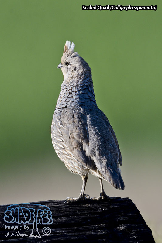 Scaled Quail - Callipepla squamata