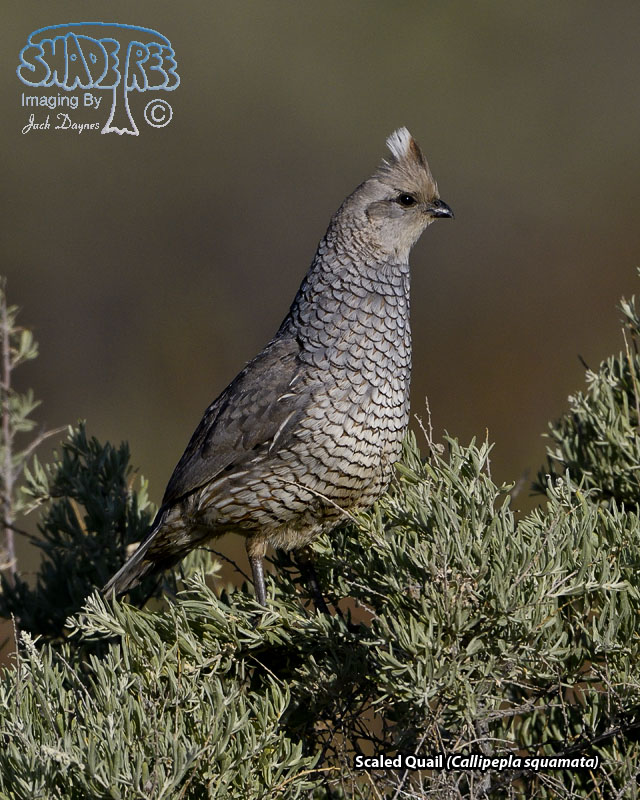 Scaled Quail - Callipepla squamata