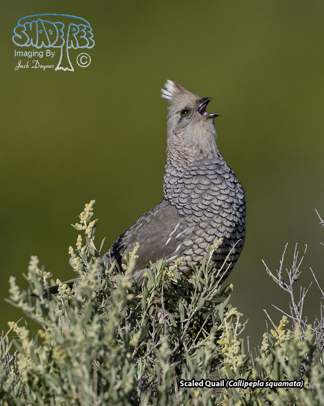 Scaled Quail - Callipepla squamata