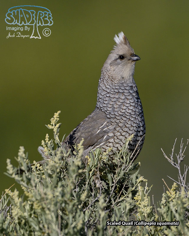 Scaled Quail - Callipepla squamata
