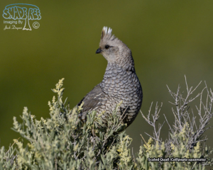 2020-May at Bitter Lake NWR, New Mexico