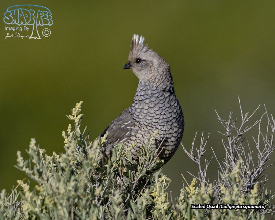 Scaled Quail - Callipepla squamata
