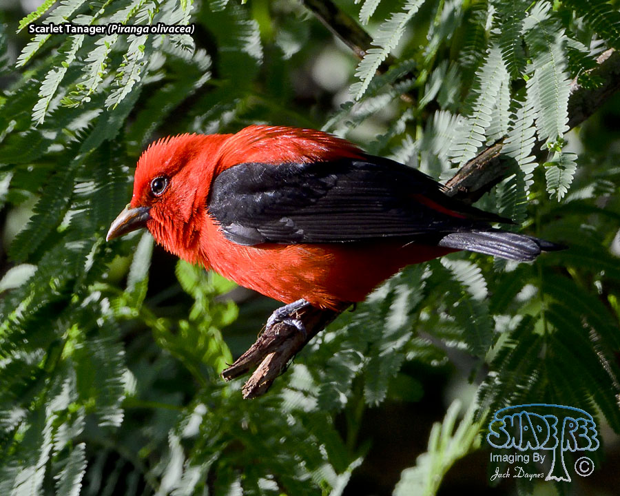 Scarlet Tanager - Piranga olivacea