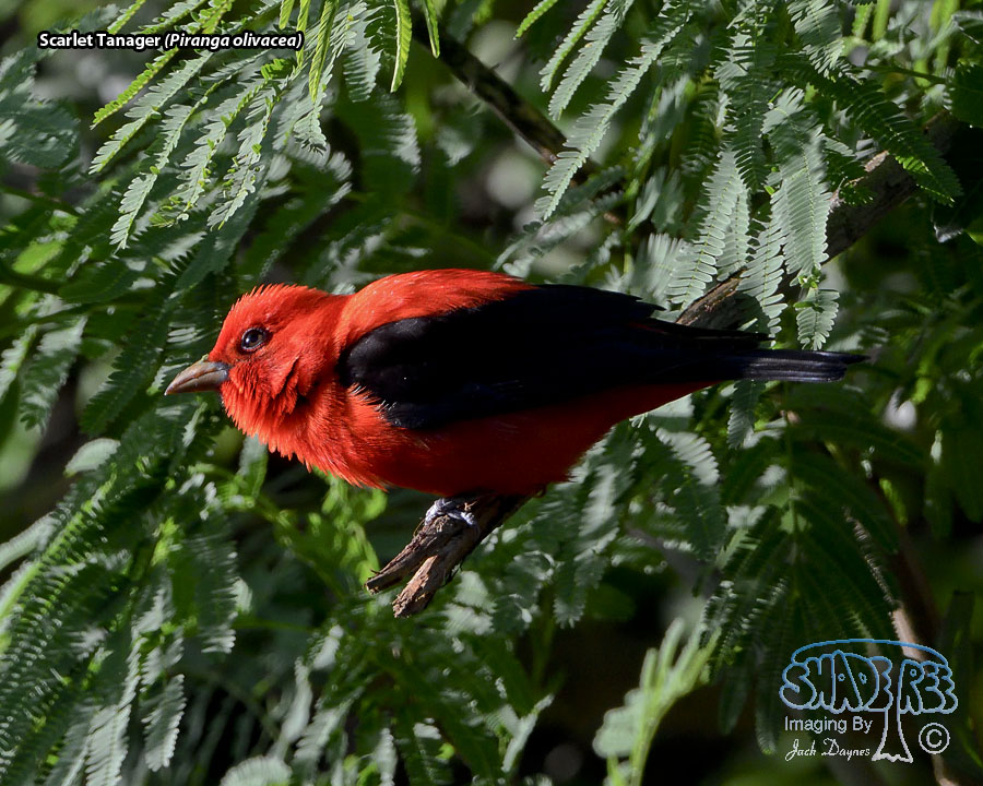 Scarlet Tanager - Piranga olivacea
