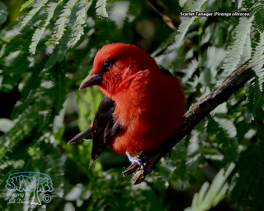 Scarlet Tanager - Piranga olivacea