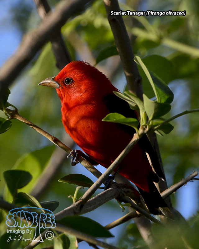 Scarlet Tanager - Piranga olivacea