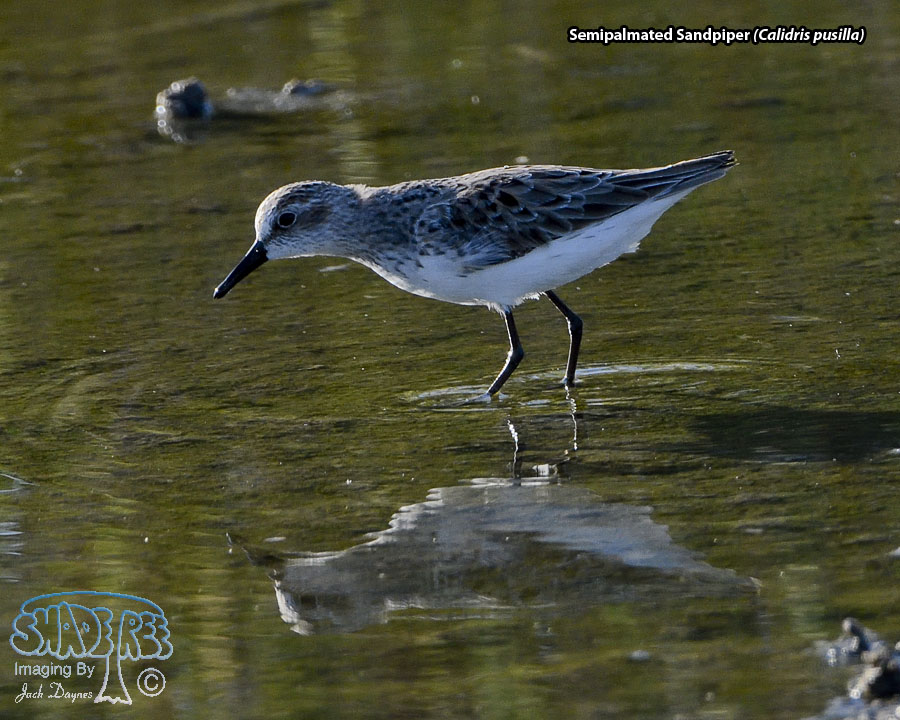 Semipalmated Sandpiper - Calidris pusilla