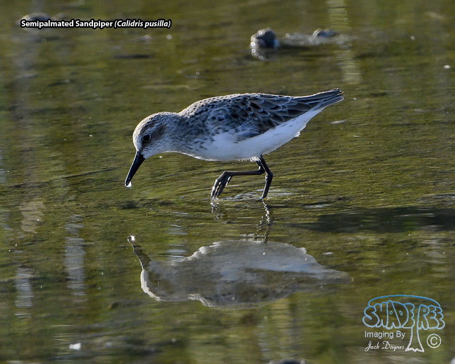 Semipalmated Sandpiper - Calidris pusilla