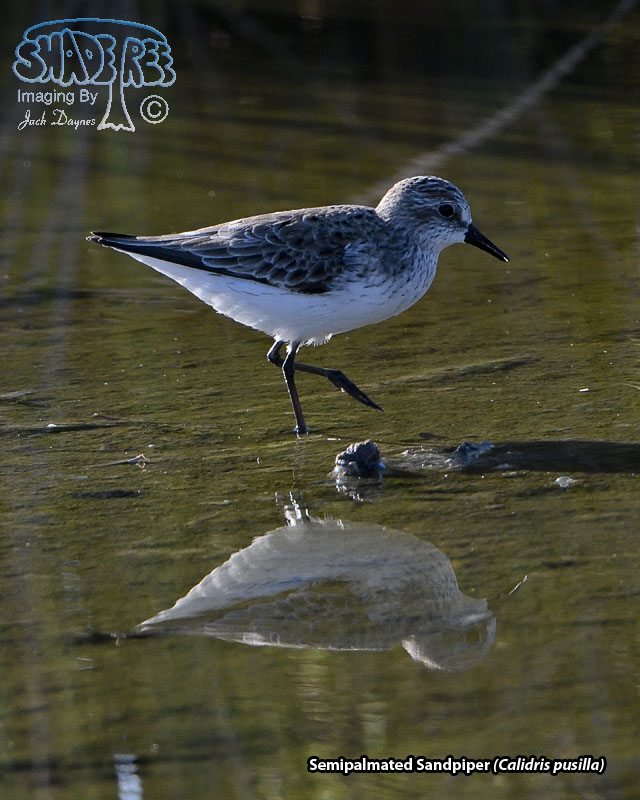 Semipalmated Sandpiper - Calidris pusilla