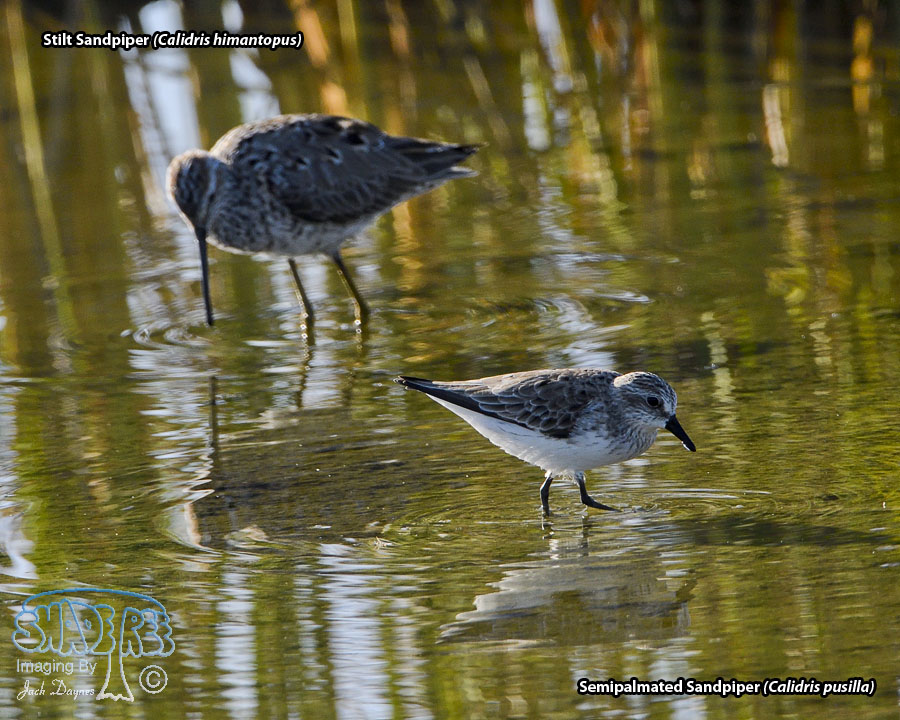 Semipalmated Sandpiper - Calidris pusilla