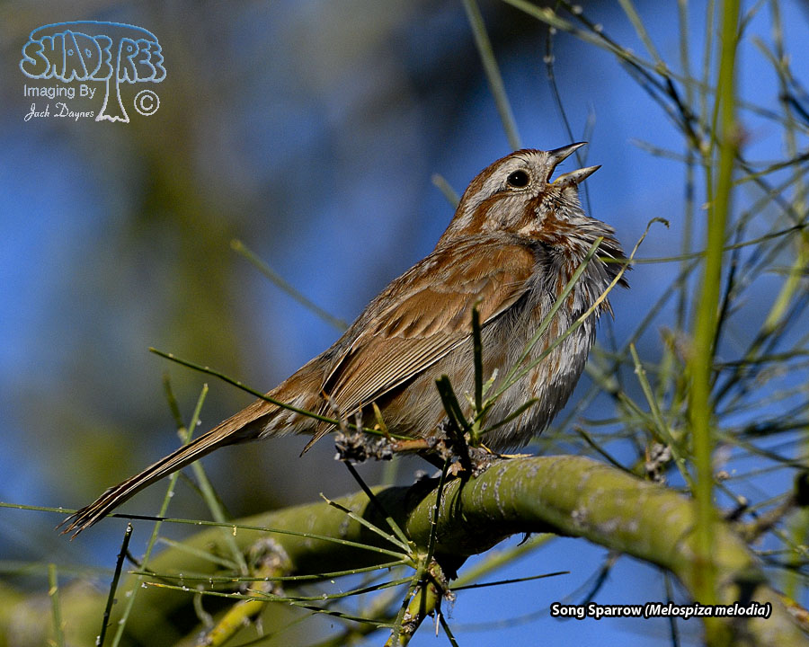 Song Sparrow - Melospiza melodia