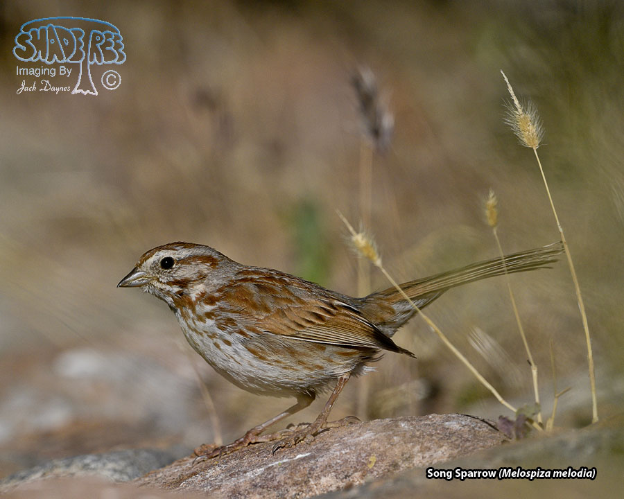 Song Sparrow - Melospiza melodia