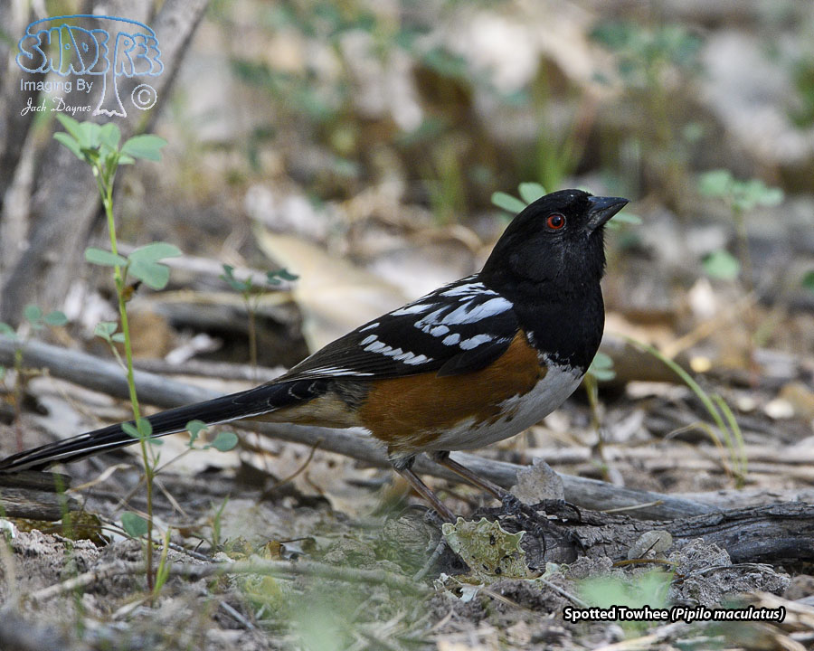 Spotted Towhee - Pipilo maculatus