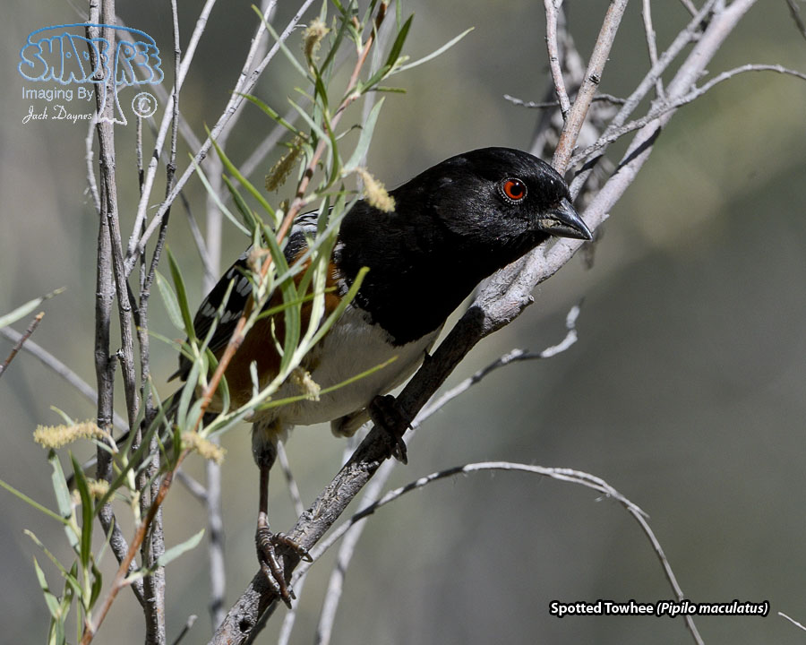 Spotted Towhee - Pipilo maculatus