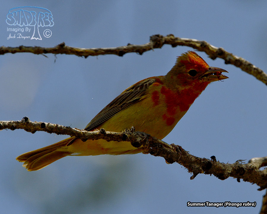 Summer Tanager - Piranga rubra