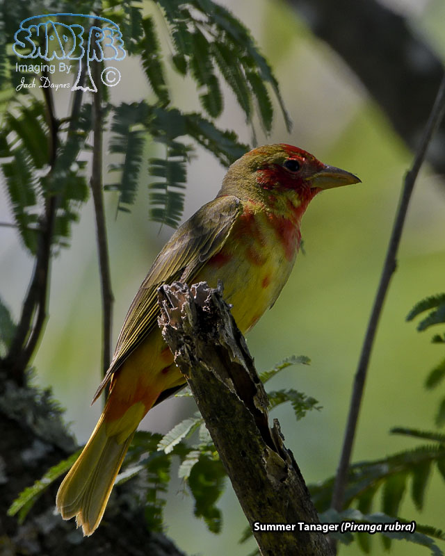 Summer Tanager - Piranga rubra