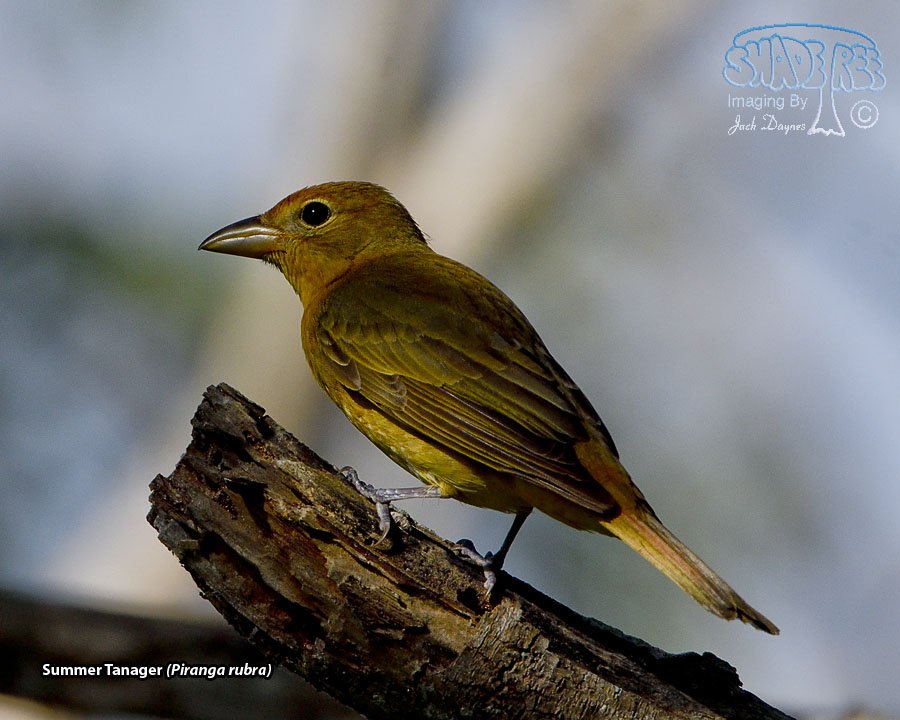 Summer Tanager - Piranga rubra