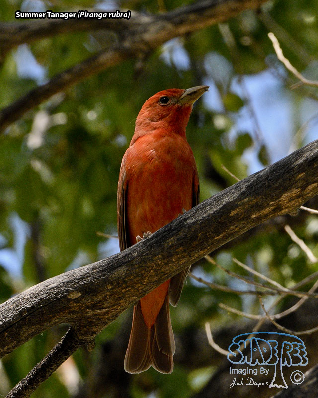 Summer Tanager - Piranga rubra