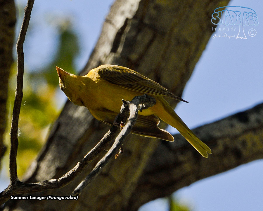 Summer Tanager - Piranga rubra