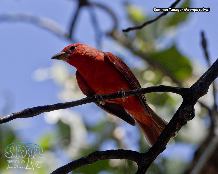 Summer Tanager - Piranga rubra