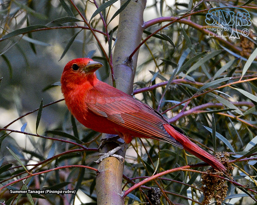 Summer Tanager - Piranga rubra