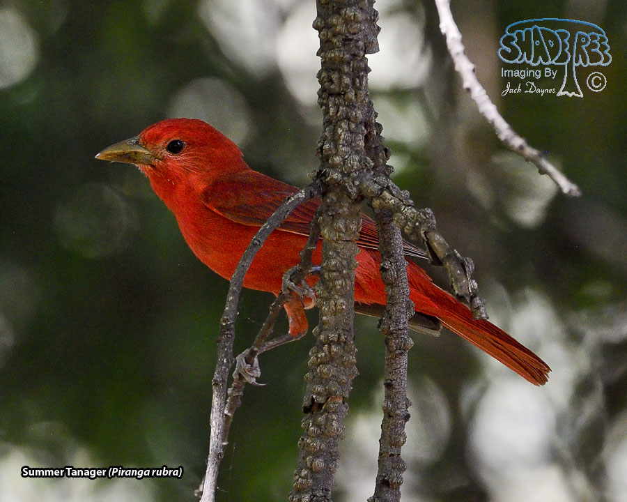 Summer Tanager - Piranga rubra