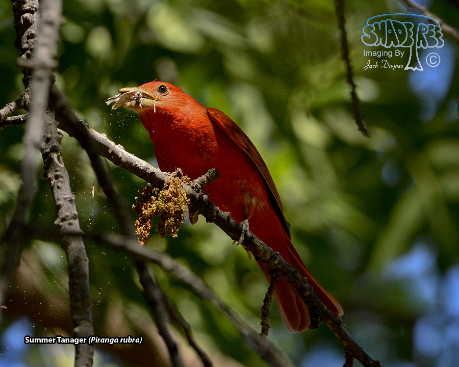 Summer Tanager - Piranga rubra
