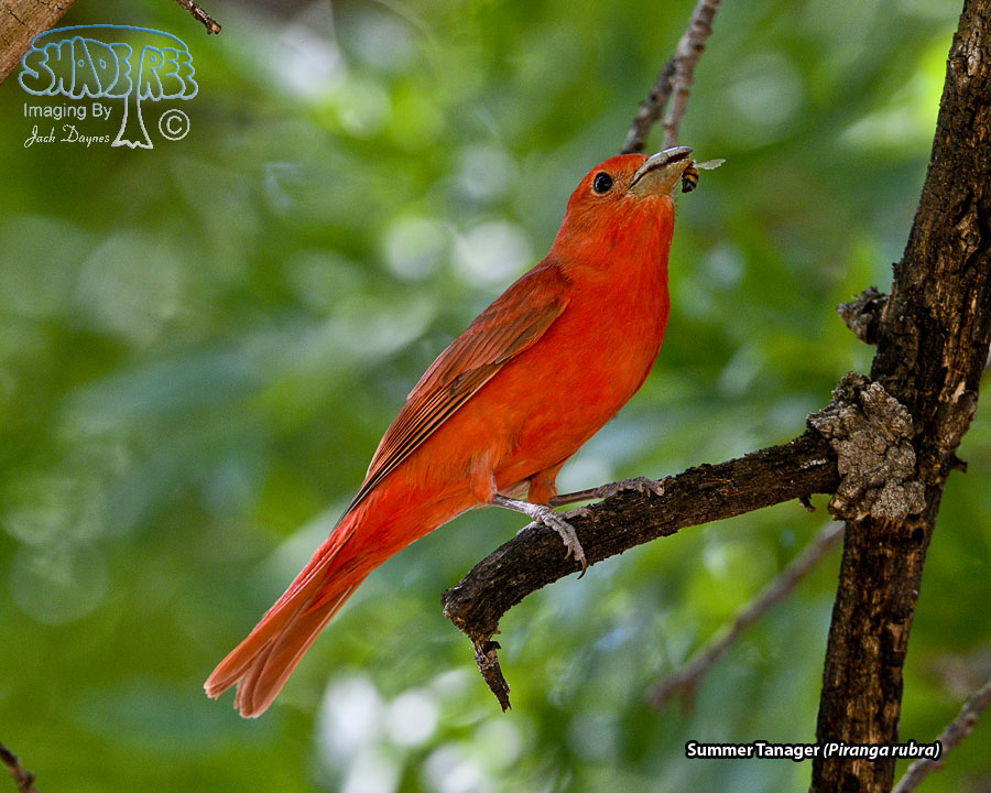 Summer Tanager - Piranga rubra