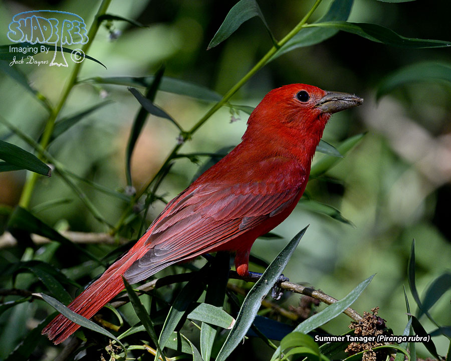 Summer Tanager - Piranga rubra