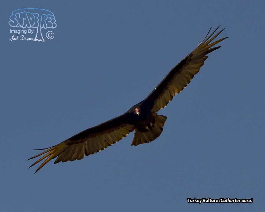 Turkey Vulture - Cathartes aura