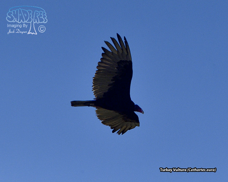 Turkey Vulture - Cathartes aura