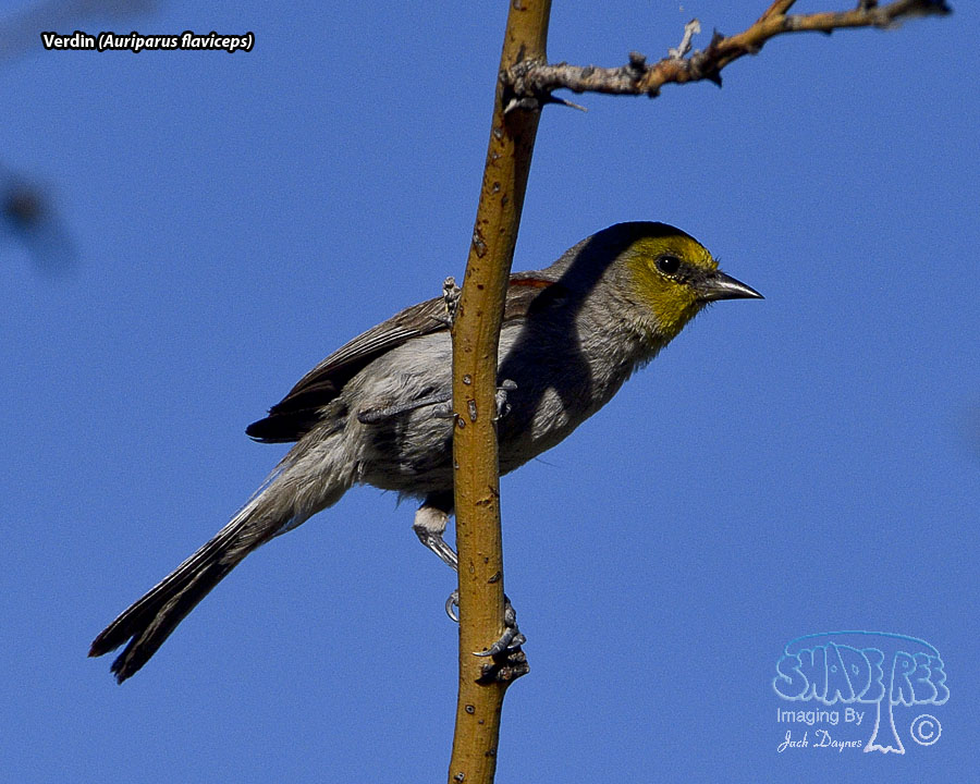Verdin - Auriparus flaviceps