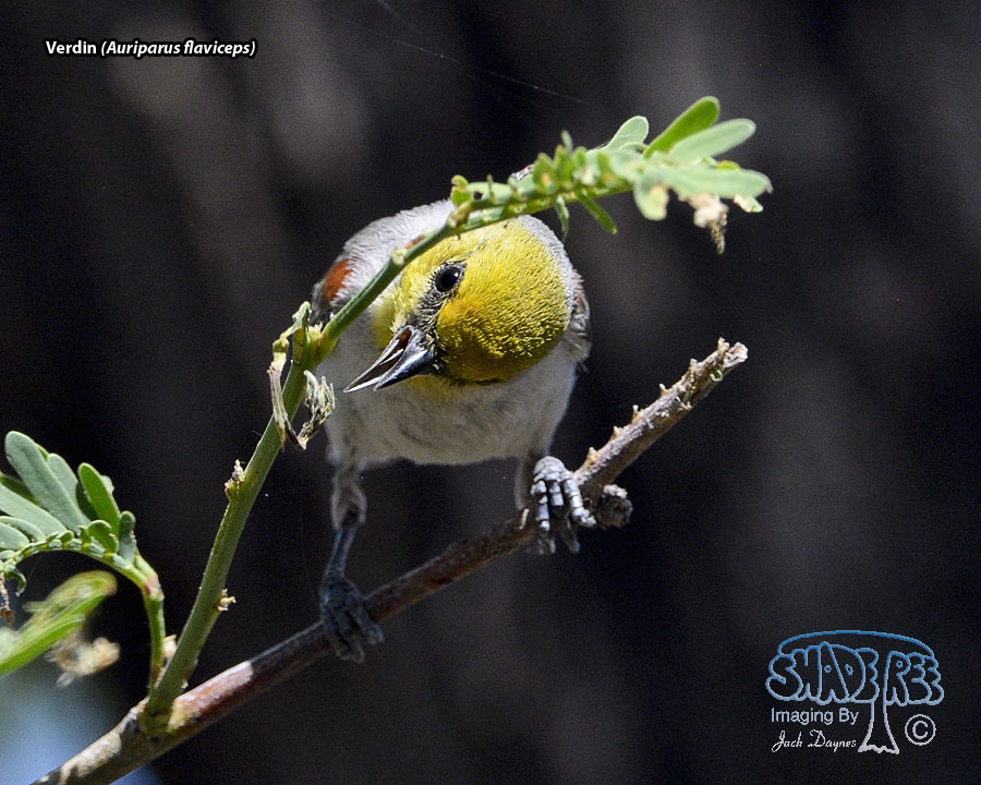Verdin - Auriparus flaviceps