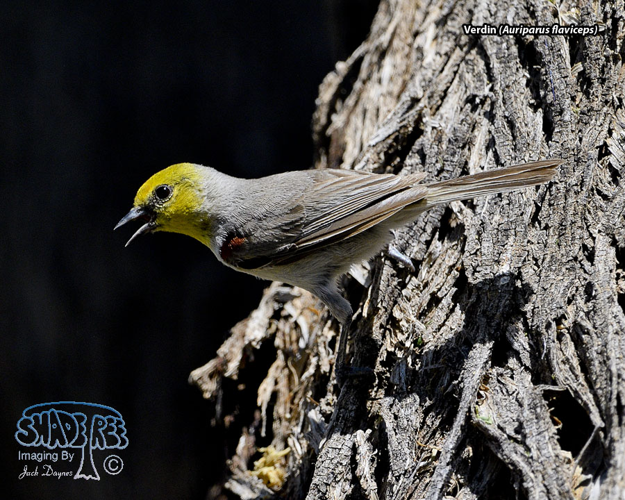 Verdin - Auriparus flaviceps