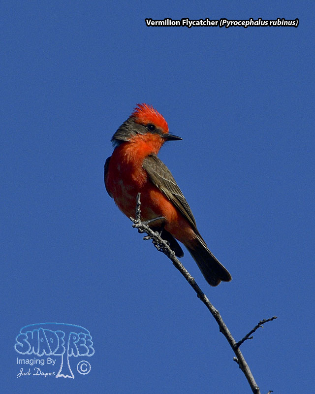 Vermilion Flycatcher - Pyrocephalus rubinus