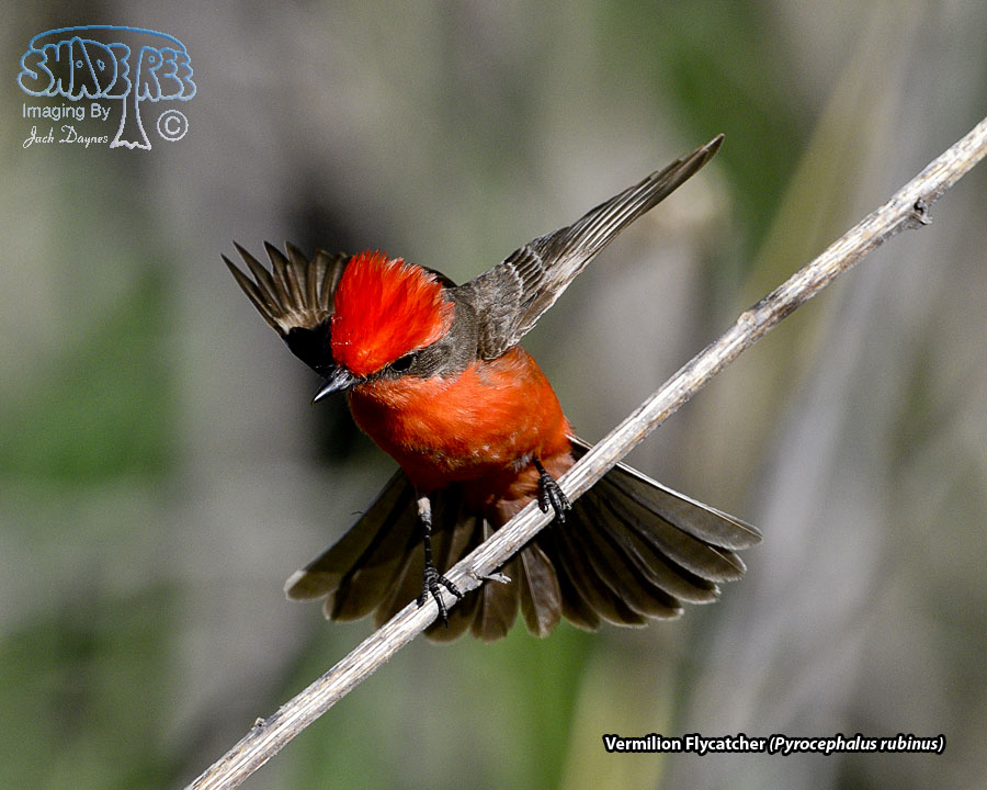 Vermilion Flycatcher - Pyrocephalus rubinus