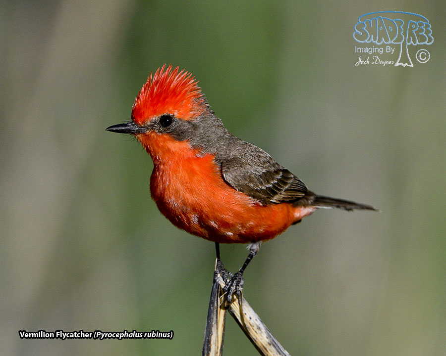 Vermilion Flycatcher - Pyrocephalus rubinus
