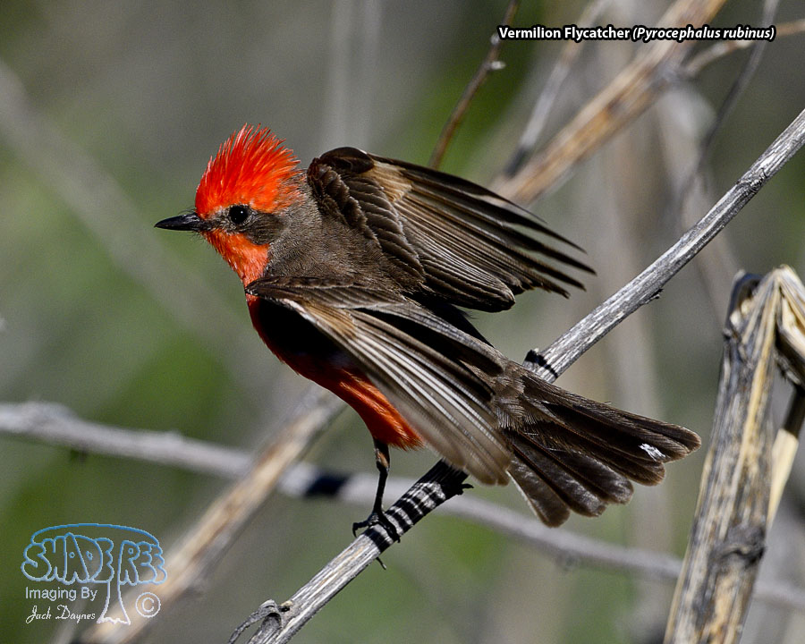 Vermilion Flycatcher - Pyrocephalus rubinus