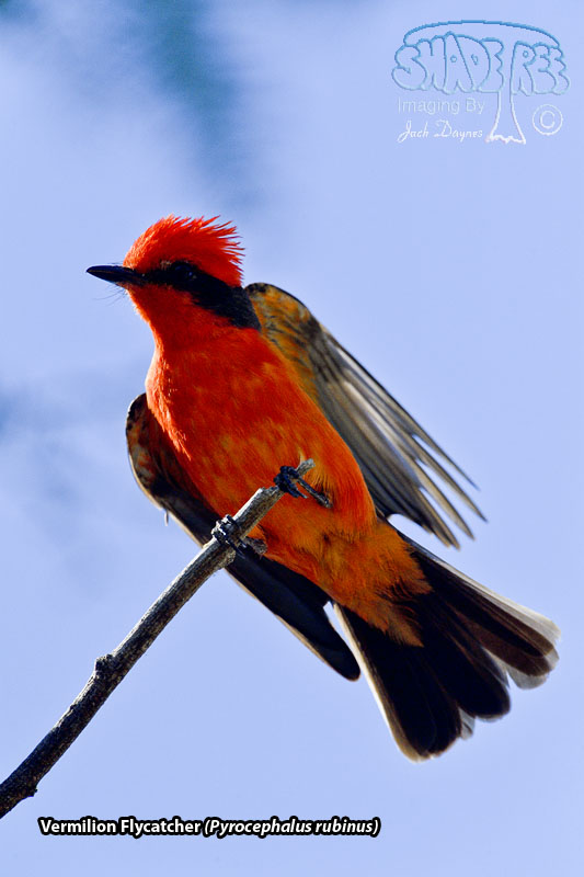 Vermilion Flycatcher - Pyrocephalus rubinus