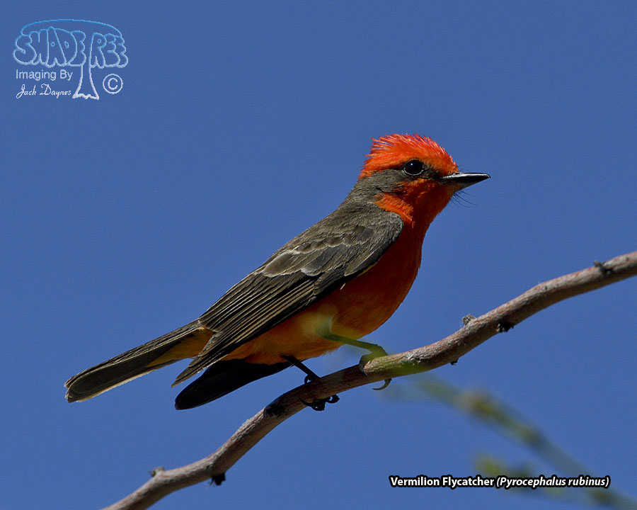 Vermilion Flycatcher - Pyrocephalus rubinus